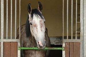 specialist removals with animals UK and Europe, horse box